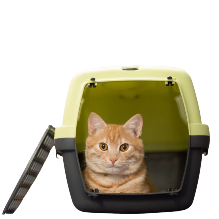 International Travel