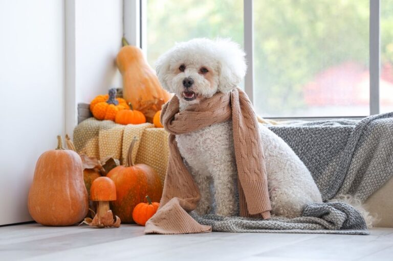 How to Safely Celebrate Thanksgiving With Your Pet