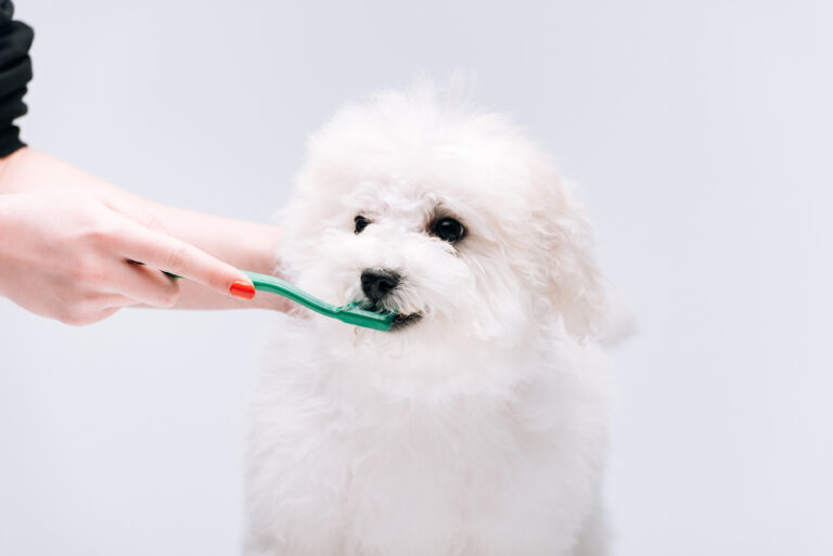 Tryon’s Take on National Pet Dental Health Month: Why Does Dog Breath Smell Bad?