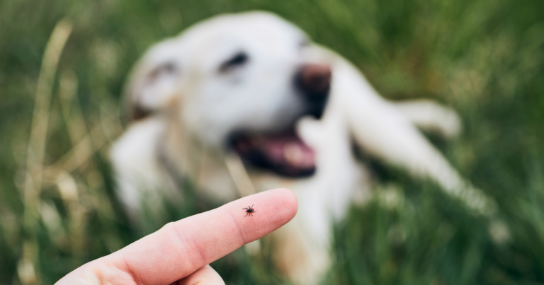 Parasite Prevention in Pets: Myth Versus Fact