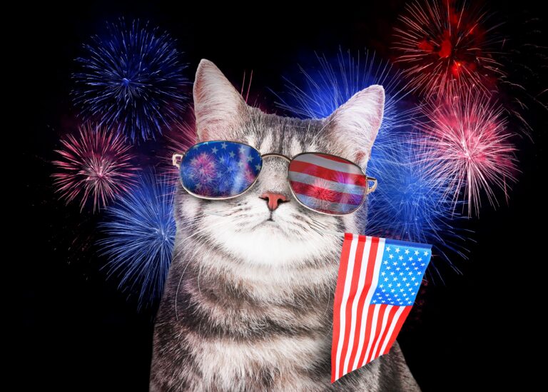 Mystique’s Guide to Fireworks, Freak-Outs, and Why Your Dog Needs a Microchip