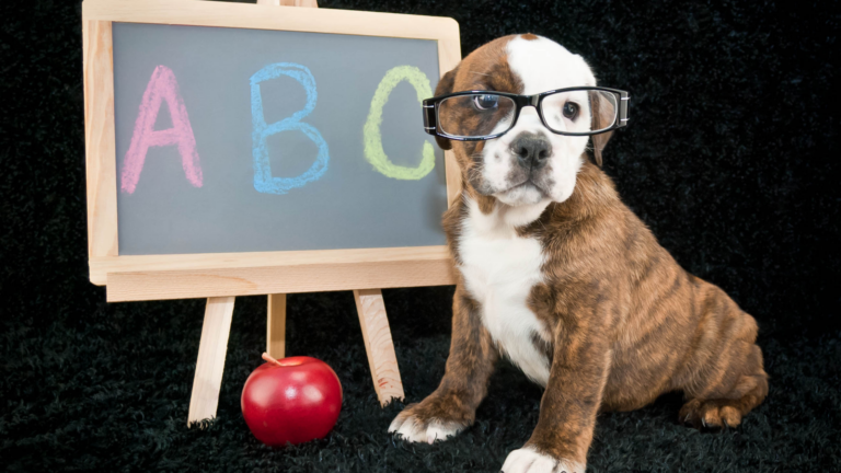 Back-to-School Considerations for Your Pet