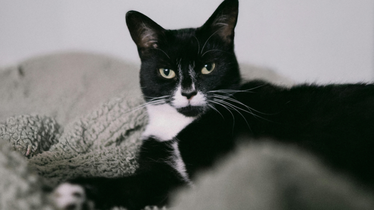 Mystique’s Guide to Arthritis: Why Your Pet Isn’t “Just Getting Old”