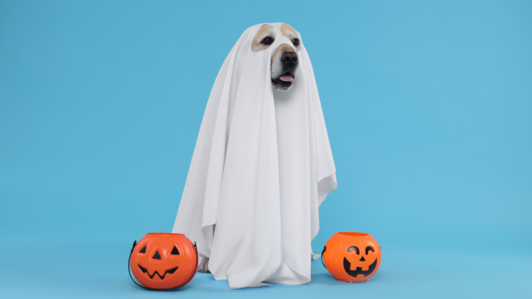 Halloween Safety: Tryon’s Guide to Surviving the Spookiest Night of the Year